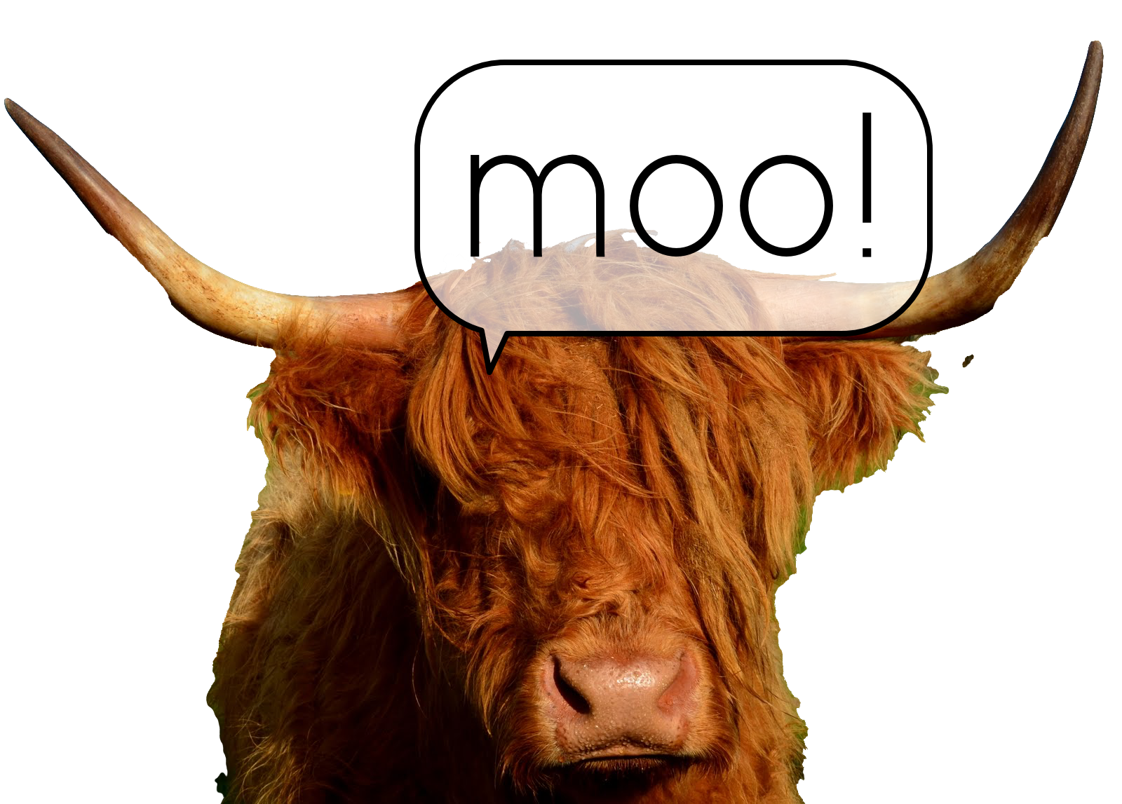 moo!